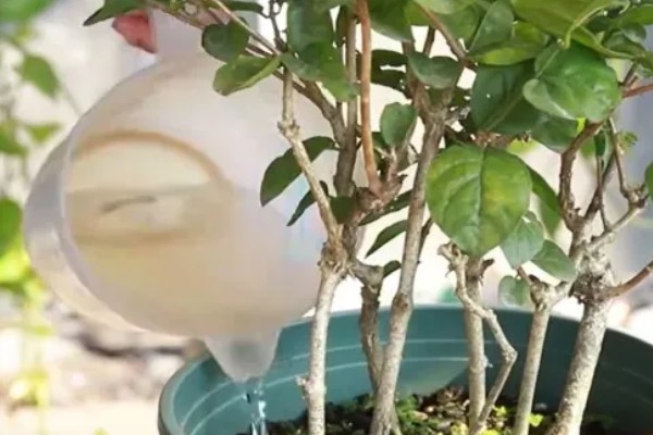 茉莉的养殖方法，冬季要一周浇水一次