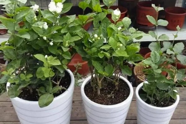 茉莉的养殖方法，冬季要一周浇水一次