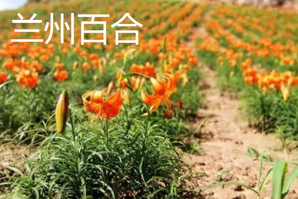 哪些百合能食用，主要有兰州百合、卷丹百合等4个品种