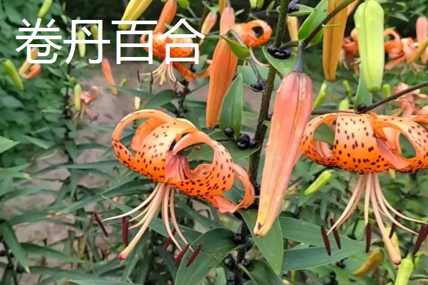 哪些百合能食用，主要有兰州百合、卷丹百合等4个品种