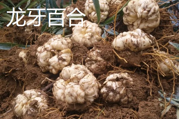 哪些百合能食用，主要有兰州百合、卷丹百合等4个品种