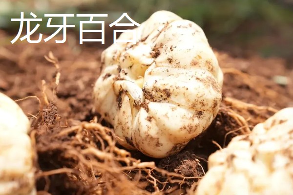 哪些百合能食用，主要有兰州百合、卷丹百合等4个品种