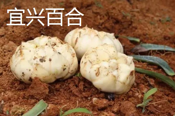 哪些百合能食用，主要有兰州百合、卷丹百合等4个品种