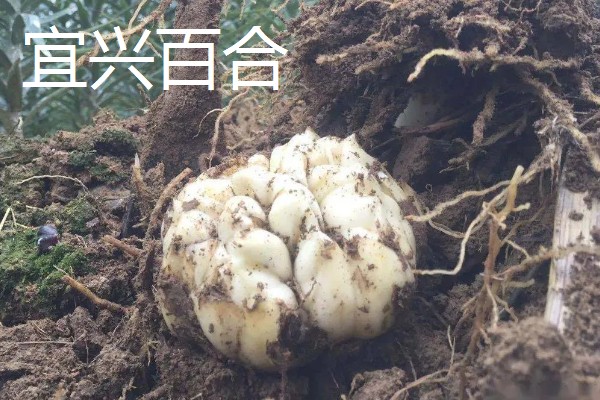 哪些百合能食用，主要有兰州百合、卷丹百合等4个品种