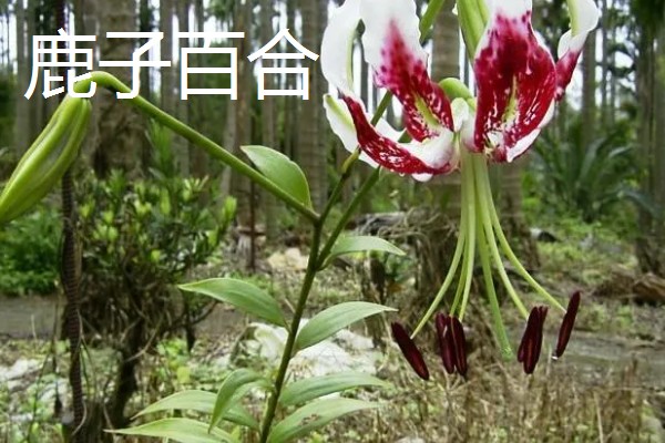 哪些百合能食用，主要有兰州百合、卷丹百合等4个品种