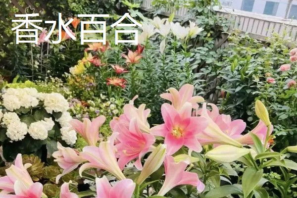 哪些百合能食用，主要有兰州百合、卷丹百合等4个品种