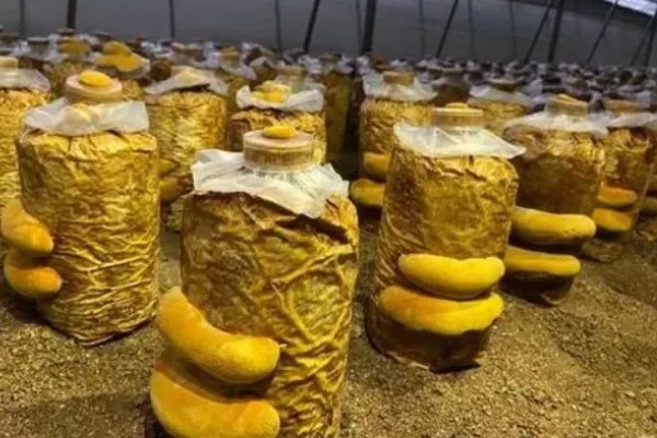 桑黄怎么种植,把温度保持在20-23℃左右