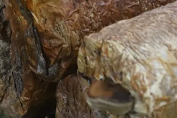 桑黄怎么种植,把温度保持在20-23℃左右