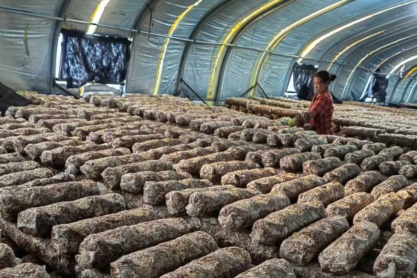 桑黄怎么种植,把温度保持在20-23℃左右