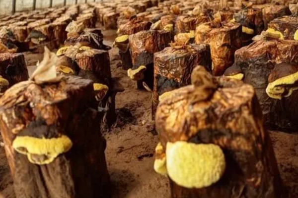 桑黄怎么种植,把温度保持在20-23℃左右