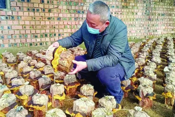 桑黄怎么种植,把温度保持在20-23℃左右