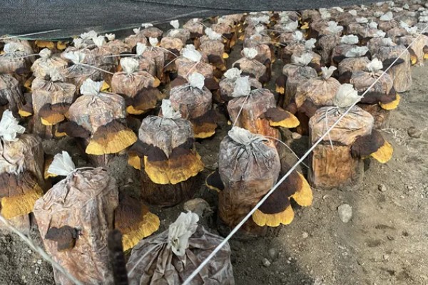 桑黄怎么种植,把温度保持在20-23℃左右