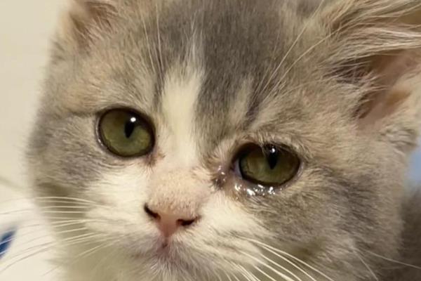 猫一直流眼泪的原因,眼泪不多可能是眼中有灰尘