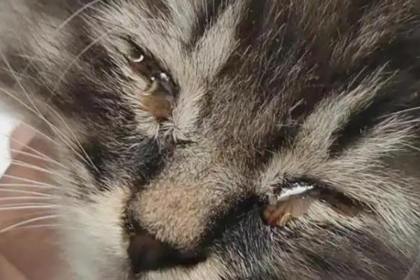 猫一直流眼泪的原因,眼泪不多可能是眼中有灰尘