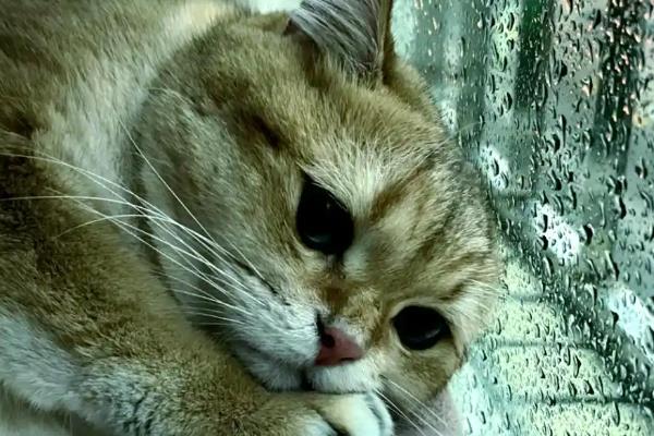 猫一直流眼泪的原因,眼泪不多可能是眼中有灰尘