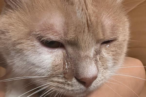 猫一直流眼泪的原因,眼泪不多可能是眼中有灰尘