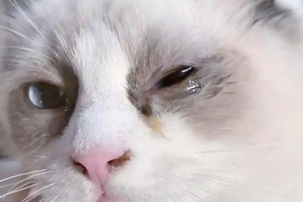 猫一直流眼泪的原因,眼泪不多可能是眼中有灰尘