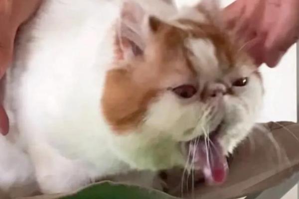 猫一直流眼泪的原因,眼泪不多可能是眼中有灰尘
