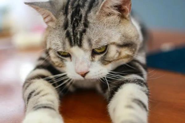 猫一直流眼泪的原因,眼泪不多可能是眼中有灰尘