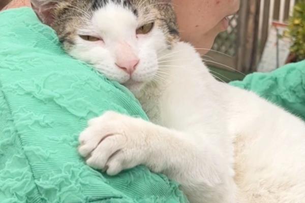 猫一直流眼泪的原因,眼泪不多可能是眼中有灰尘