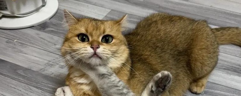 猫鼻支能自愈吗，是不能以自愈的
