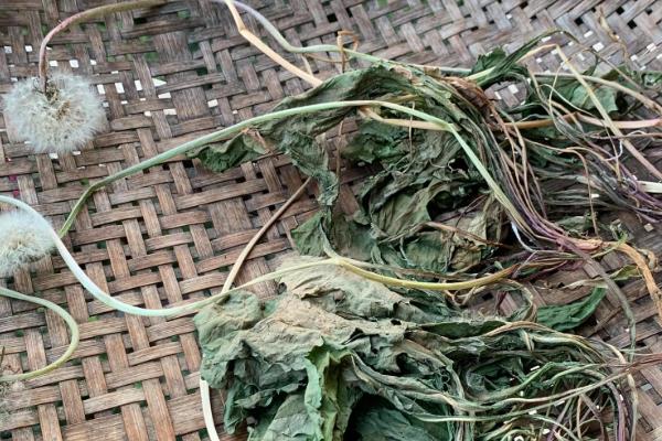 制作蒲公英茶的方法，洗净杀青后再炒制