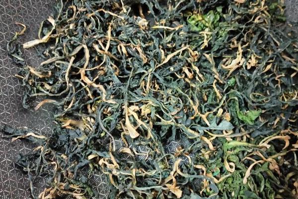 制作蒲公英茶的方法，洗净杀青后再炒制