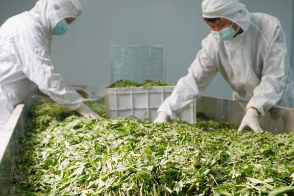 制作蒲公英茶的方法，洗净杀青后再炒制