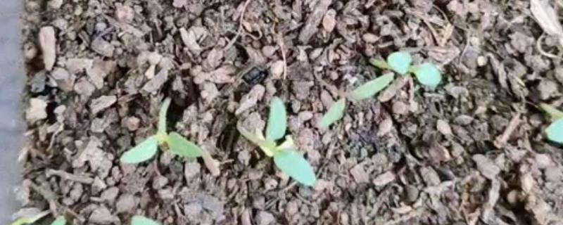 芝樱花种子的播种时间，最好在3-4月份播种