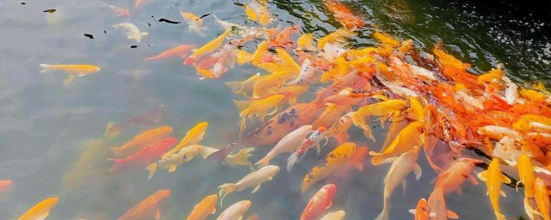 为什么鱼可以在水里呼吸，因为鱼鳃的构造比较特殊