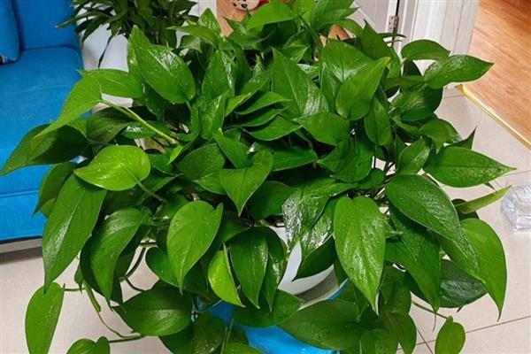 四季常绿的爬藤植物有哪些，有绿萝、常春藤等