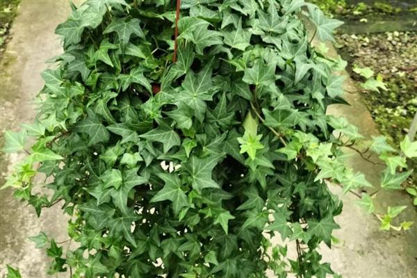 四季常绿的爬藤植物有哪些，有绿萝、常春藤等