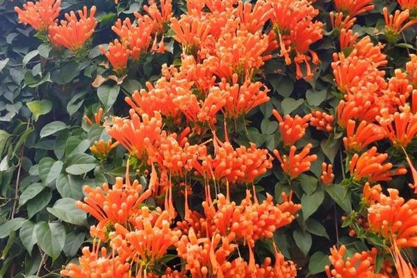 四季常绿的爬藤植物有哪些，有绿萝、常春藤等