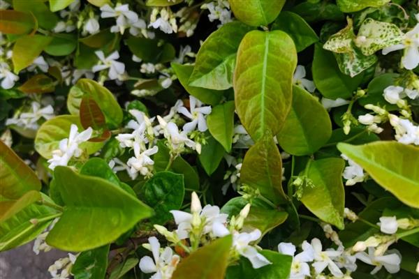四季常绿的爬藤植物有哪些，有绿萝、常春藤等