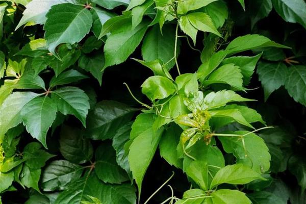 四季常绿的爬藤植物有哪些，有绿萝、常春藤等