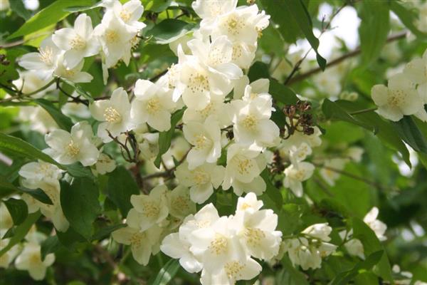 四季常绿的爬藤植物有哪些，有绿萝、常春藤等