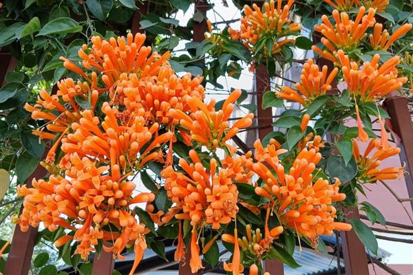四季常绿的爬藤植物有哪些，有绿萝、常春藤等