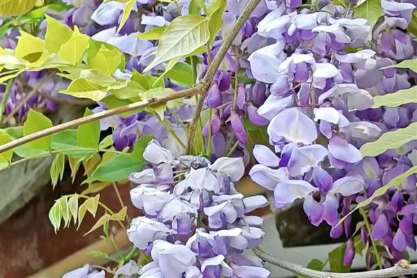 四季常绿的爬藤植物有哪些，有绿萝、常春藤等