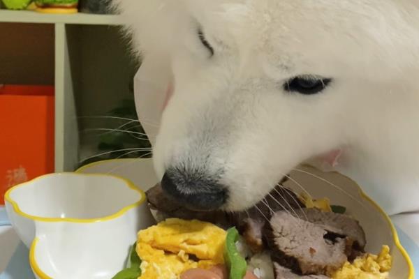 萨摩耶吃什么，吃狗粮或者肉类