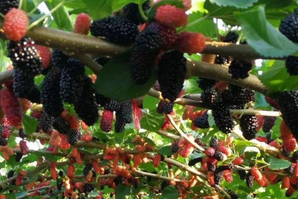 桑葚在什么季节有,南方通常在春季的4月份