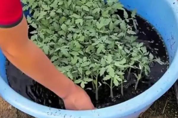 如何正确施用锌肥,作为底肥可将锌肥和有机肥混用