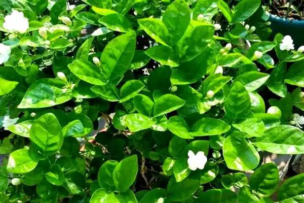 茉莉花的养殖方法,喜欢生长在光照充足的环境下