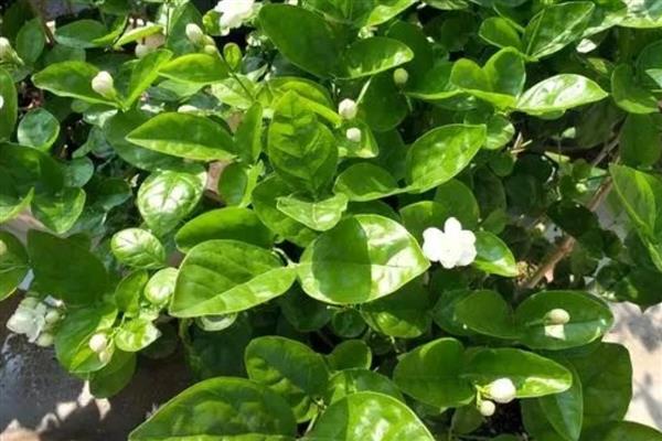 茉莉花的养殖方法,喜欢生长在光照充足的环境下