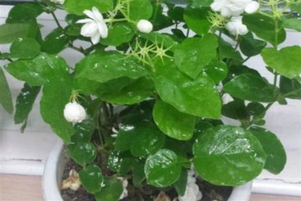 茉莉花的养殖方法,喜欢生长在光照充足的环境下