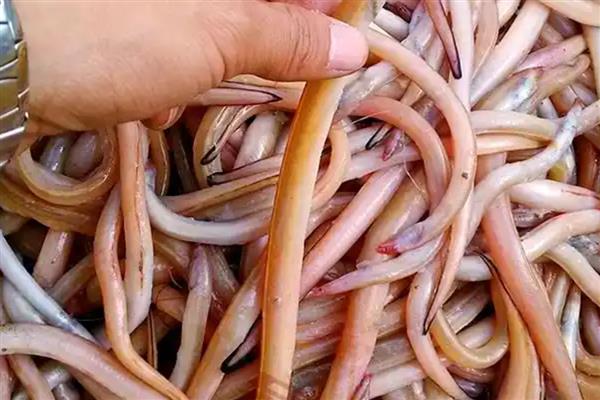 油鳗和鳗鱼有什么区别，前者含油量高、后者鱼油少