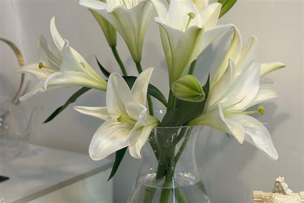 19朵百合花的含义,代表一生守候