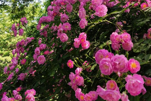 蔷薇花夏季浇水方法，空气干燥时每天早晚各浇一次