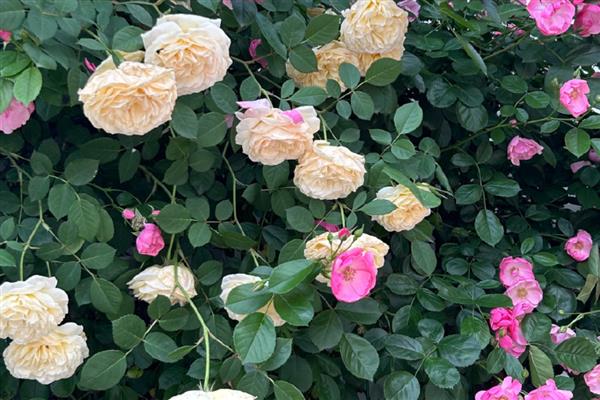 蔷薇花夏季浇水方法，空气干燥时每天早晚各浇一次