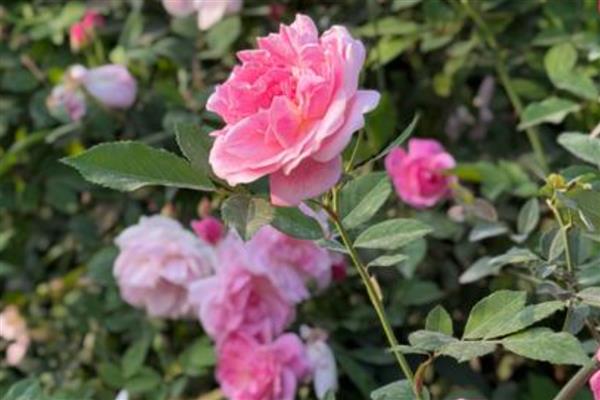 蔷薇花夏季浇水方法，空气干燥时每天早晚各浇一次