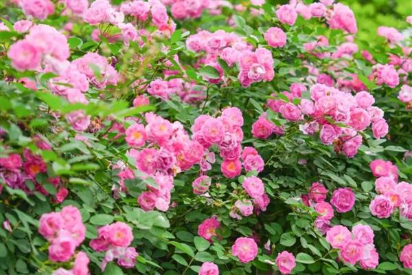 蔷薇花夏季浇水方法，空气干燥时每天早晚各浇一次